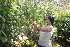 Vietnam y Camboya establecerán una vasta área de producción de anacardos