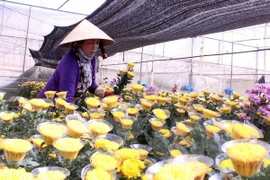Da Lat establecerá centro comercial de flores