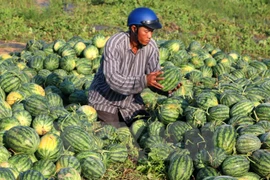 Actualizan en Vietnam regulaciones de mercado chino de sandias