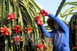 Ciudad vietnamita coopera con Japón en desarrollo de granja modelo