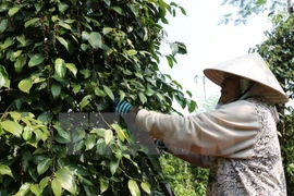 Exportaciones de pimienta de Indonesia crecen más de 16 por ciento