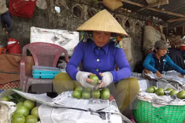 Provincia sudvietnamita exportará primer lote de caimito a Estados Unidos