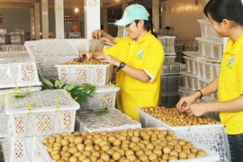 Un viaje a provincia vietnamita de Hung Yen, el “reino del longán”