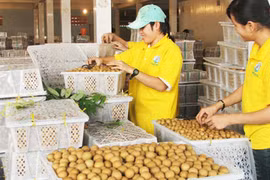 Un viaje a provincia vietnamita de Hung Yen, el “reino del longán”