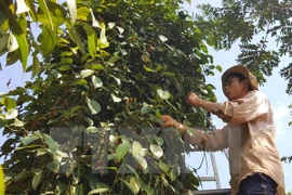 Aumenta valor de exportaciones de pimienta de provincia vietnamita a mercados europeos 