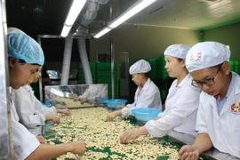 Vietnam ingresa casi tres mil millones de dólares por exportación de anacardo