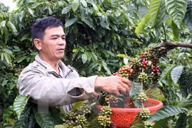 Organizarán en provincia vietnamita festivales del café y de cultura de Altiplanicie