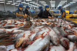 Venta de pescado Tra de Vietnam en 2017 logra resultado alentador