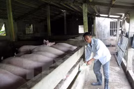 Empresa vietnamita busca penetrar en mercado sudcoreano de carne porcina