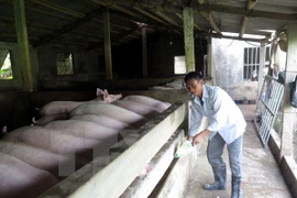 Empresa vietnamita busca penetrar en mercado sudcoreano de carne porcina
