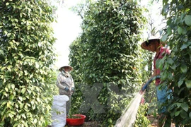 Vietnam y UE estudian oportunidades y retos en sector agrícola