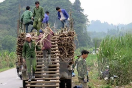 Vietnam ratifica compromiso con reducción sostenible de pobreza 