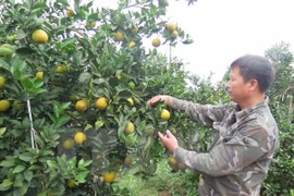 Vietnam y Bélgica impulsan cooperación en agricultura