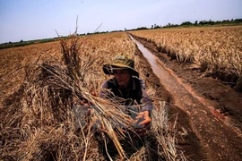 Cambio climático causará en Vietnam 250 mil muertes al año 