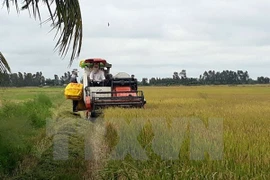 Vietnam optimizará sistema de producción arrocera