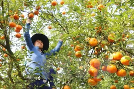 Japón por impulsar cooperación con ciudad vietnamita en agricultura