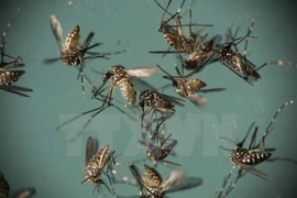Ninh Binh refuerza medidas preventivas contra dengue