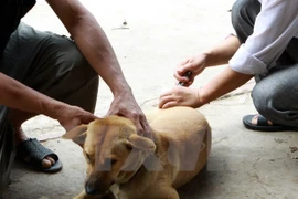 Vietnam apuesta por eliminar la rabia 