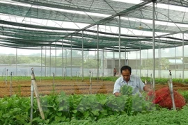 Vietnam coopera con Japón en mejoramiento de cadenas de producción agrícola limpia