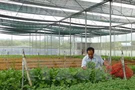 Vietnam coopera con Japón en mejoramiento de cadenas de producción agrícola limpia