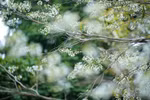 Flores de Sua pintan de blanco las calles de Hanoi