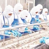Trabajadores procesan camarones congelados para exportación en la Compañía de Desarrollo Pesquero Costero (COFIDEC), Ciudad Ho Chi Minh. (Foto: nhandan.vn)