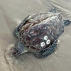 La rara tortuga marina encontrada en la playa de Nganh Tam Tan, en la comuna de Tan Hai, la mañana del 24 de marzo. (Foto: proporcionada por un residente local)