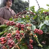 Cosecha de café por la Compañía Cafetera 706 (Corporación Cafetera de Vietnam) en el distrito de Ia Grai, provincia de Gia Lai. (Foto: VNA)