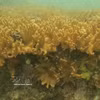 Se acaba de descubrir un coral ramificado de la especie del coral en la Reserva Marina de la provincia de Ca Mau. (Foto: VNA)