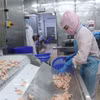 Aplicación de tecnología en la producción de camarón para la exportación en Ca Mau. (Fuente: VNA)