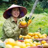 Vietnam apuesta por producción verde y cadenas estandarizadas para mejorar exportaciones de frutas y verduras en 2026