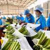 Preparación de plátanos para la exportación. (Foto: VNA)