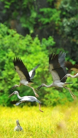 Vietnam reafirma su compromiso con la conservación mundial de la biodiversidad