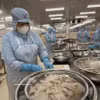 Procesamiento de productos de pescado Duc (sillaginidae) para su exportación al mercado japonés en la empresa Tu Hai, distrito de Phuoc Thang. (Foto: VNA)