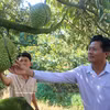 Agricultores visitan el jardín de durián fuera de temporada de Cao Chi Dai, residente de la comuna de Vinh Hanh, provincia de An Giang.