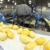 Línea de procesamiento de productos de mango congelados para exportación en la fábrica de Frutas y Verduras de An Giang (ANTESCO), comuna de Chau Phu, provincia de An Giang. (Fuente: VNA)