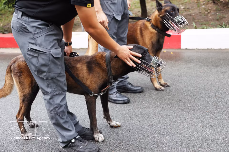 Oscar recibe instrucciones de su adiestrador antes de realizar un ejercicio. Foto: Hong Dat – VNA