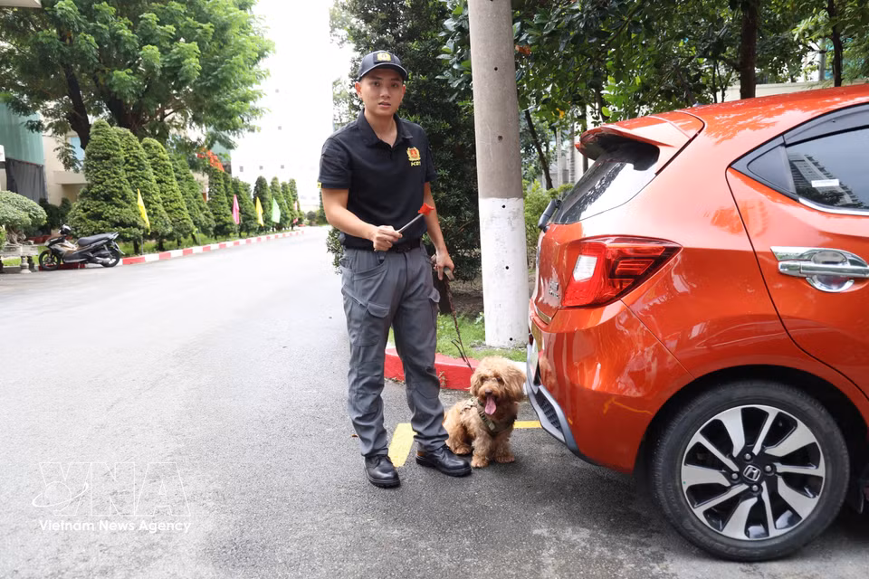 Nicky, perro de servicio, realiza un ejercicio de detección de explosivos debajo de un automóvil. Foto: Hong Dat – VNA