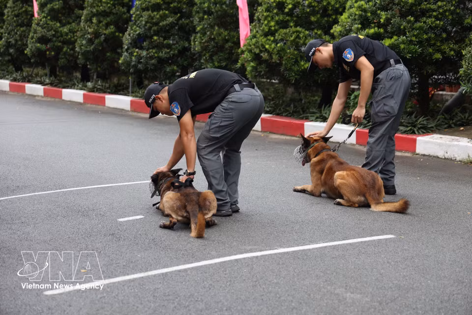 Tras completar satisfactoriamente los ejercicios de entrenamiento, los perros de servicio reciben el estímulo y el reconocimiento de sus adiestradores. Foto: Hong Dat – VNA
