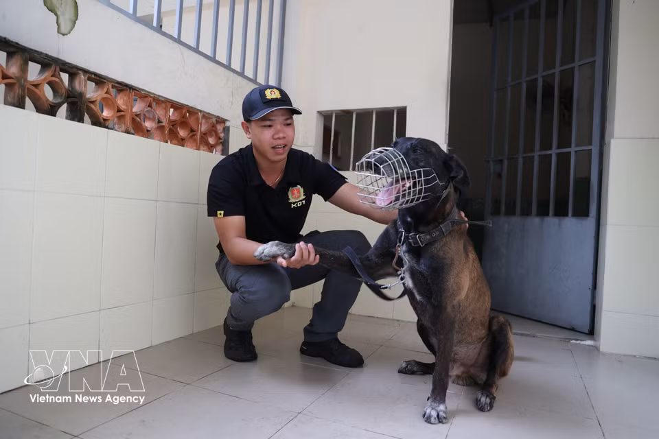El teniente segundo Nguyen Cong Danh, del Equipo de Técnicas de Protección de la División de Protección de Seguridad del Sur, adiestrador de Oscar. Foto: Hong Dat – VNA