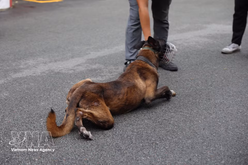 Oscar, agente canino, realiza un ejercicio de reptación. Foto: Hong Dat – VNA