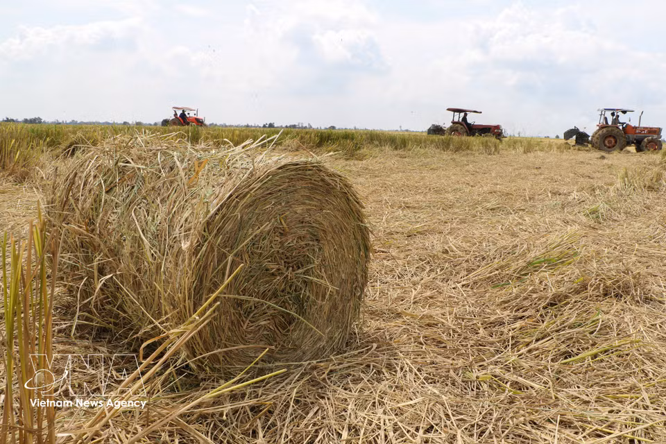 La paja es enrollada por la máquina en los campos de arroz tras la cosecha. Foto: Hong Thai – VNA
