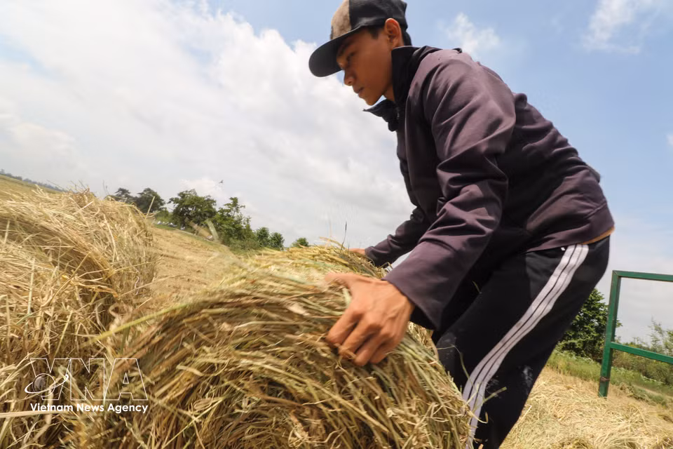 Los trabajadores reorganizan la paja sobre el vehículo. Foto: Hong Thai – VNA