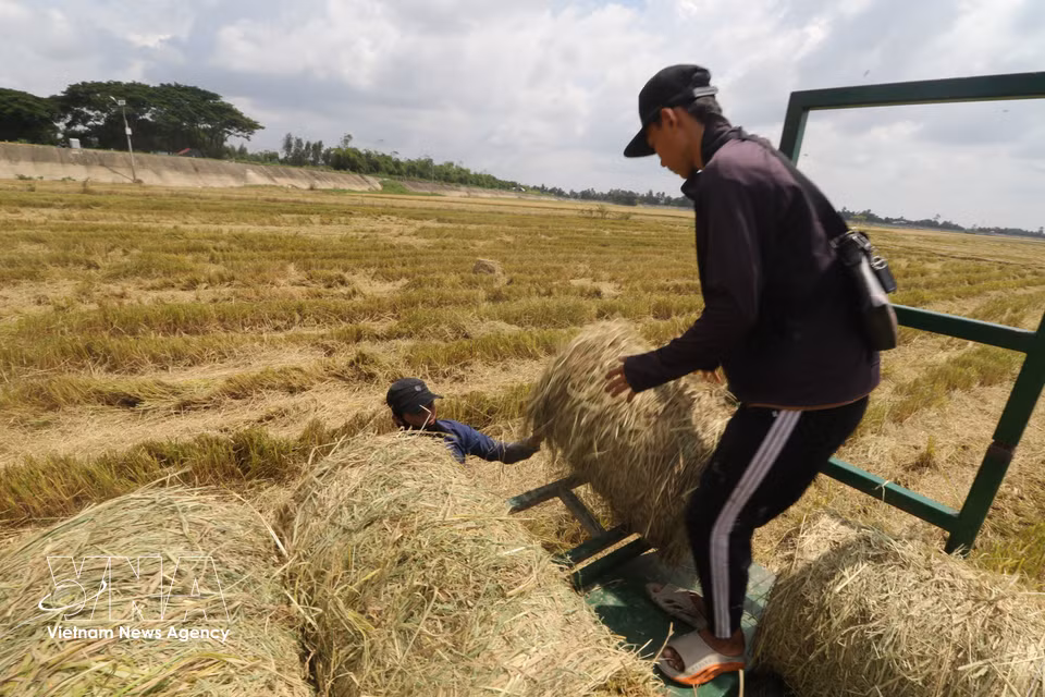 Las pacas de paja son transportadas y cargadas en el vehículo. Foto: Hong Thai – VNA