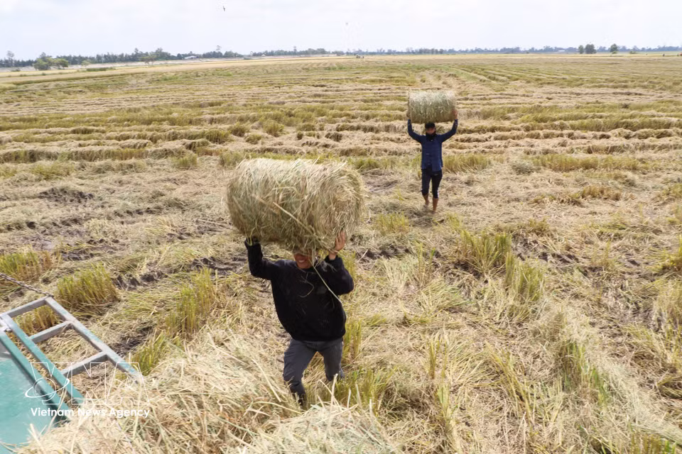 Se transporta la paja para reunirla y cargarla en el vehículo. Foto: Hong Thai – VNA