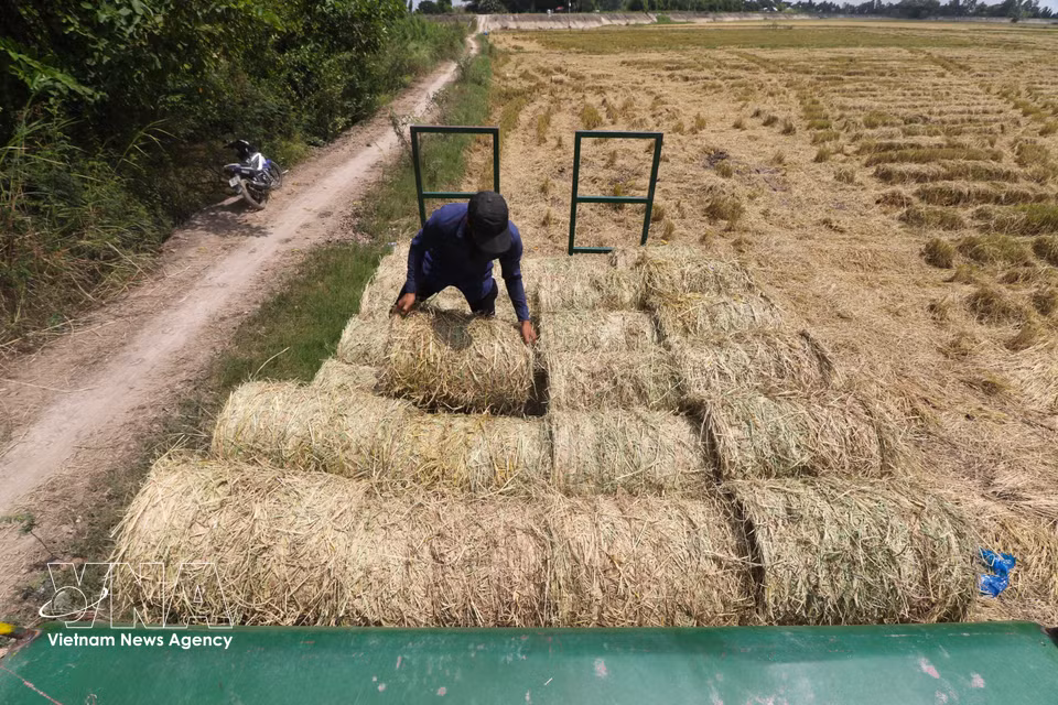 Las pacas de paja se colocan cuidadosamente para garantizar el máximo aprovechamiento de la capacidad de carga. Foto: Hong Thai – VNA