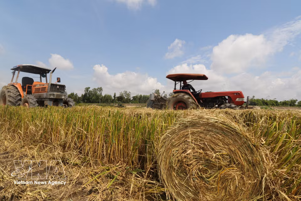 Las pacas de paja quedan ordenadamente agrupadas en el campo. Foto: Hong Thai – VNA