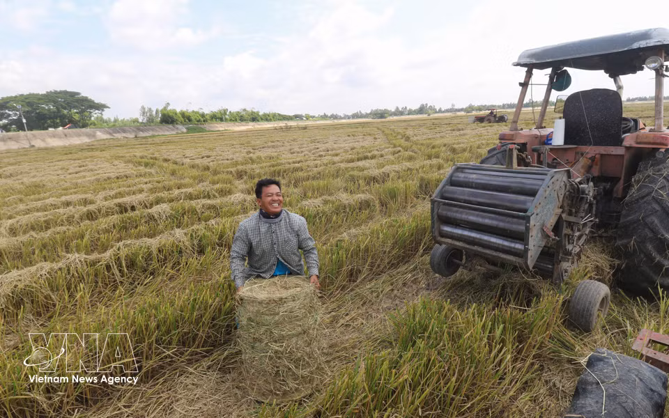 Cada paca de paja pesa entre 20 y 30 kg. Foto: Hong Thai – VNA