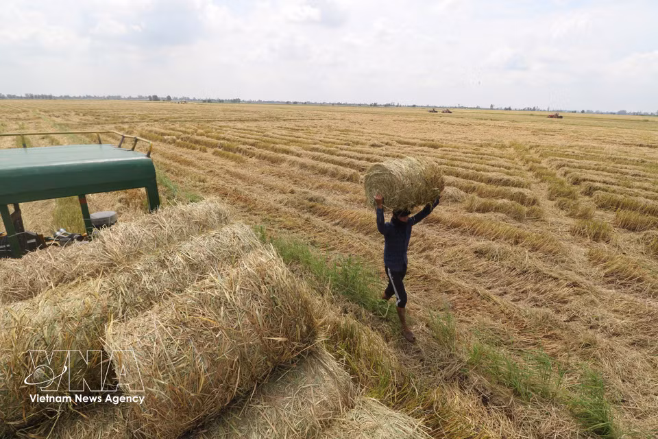 Transportan las pacas de paja y las cargan en el vehículo. Foto: Hong Thai – VNA