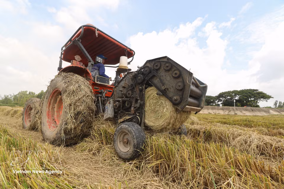 La máquina trabaja continuamente, recogiendo y enrollando la paja seca en pacas. Foto: Hong Thai – VNA